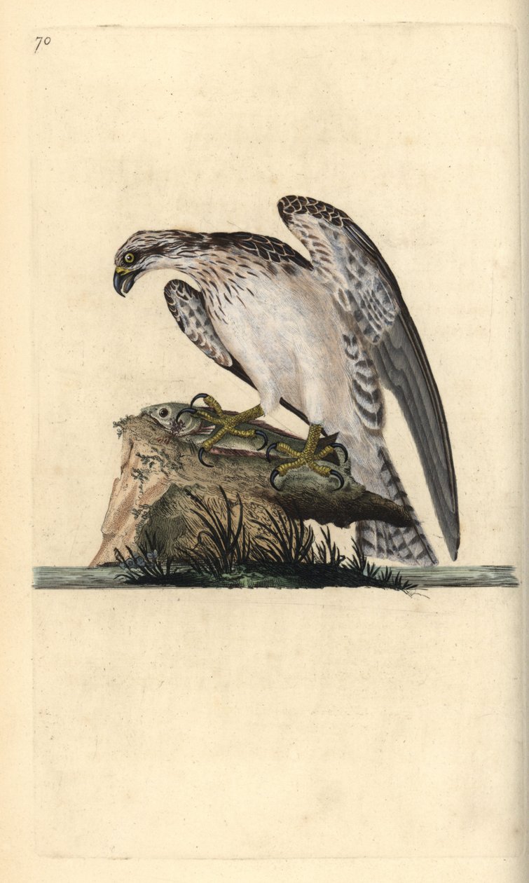 Osprey, Pandion haliaetus, standing on a caught fish. Handcoloured copperplate from Natural History of British Birds, London by Edward Donovan