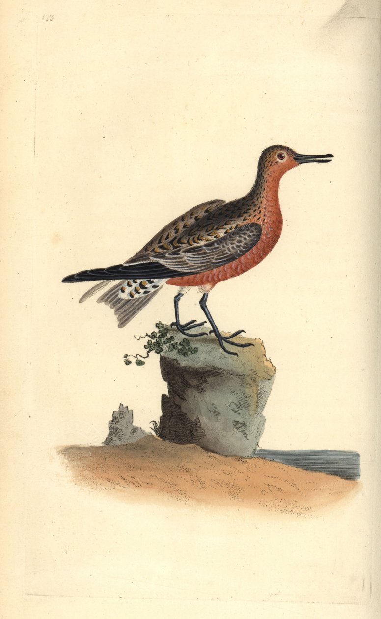 Red knot, Calidris canutus. Handcoloured copperplate from Natural History of British Birds, London by Edward Donovan