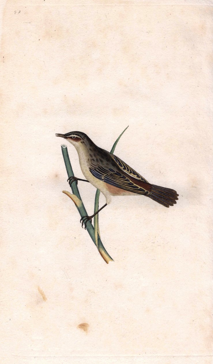 Rod Phragmite. Copper engraving by Edward Donovan from 