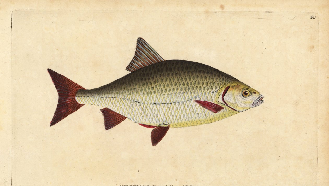 Rudd, handcoloured copperplate drawn and engraved by Edward Donovan from his Natural History of British Fishes by Edward Donovan