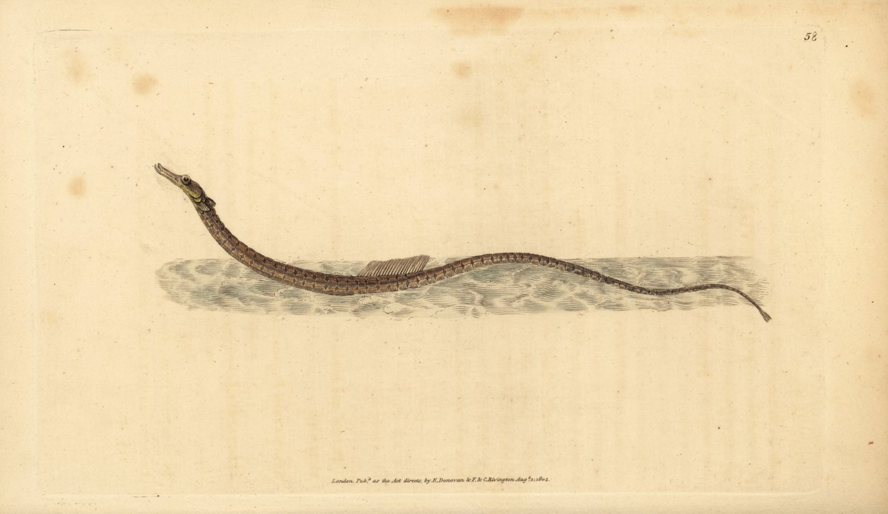 Sargassum Pipefish or Pelagic Pipefish. Handcoloured Copperplate Drawn and Engraved by Edward Donovan from His Natural History of British Fishes by Edward Donovan