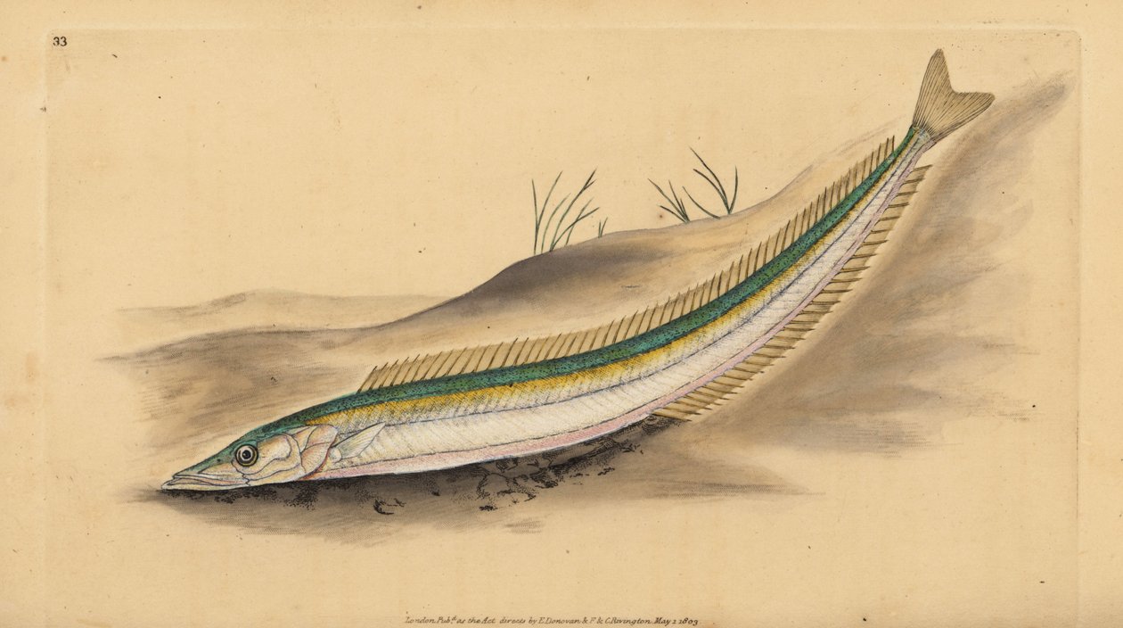 Small Sandeel, Sand Launce or Sand Eel, Ammodytes Tobianus. Handcoloured Copperplate Drawn and Engraved by Edward Donovan from His Natural History of British Fishes by Edward Donovan
