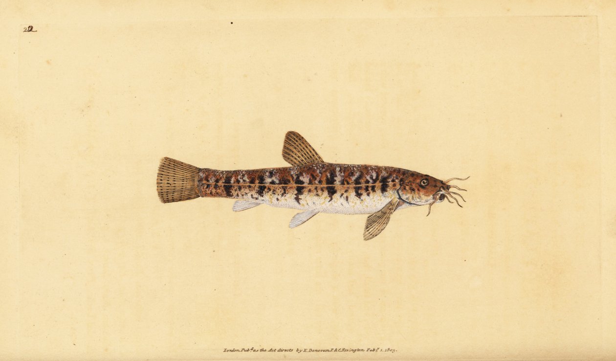 Stone Loach, Barbatula barbatula. Handcoloured copperplate from Natural History of British Fishes, London by Edward Donovan