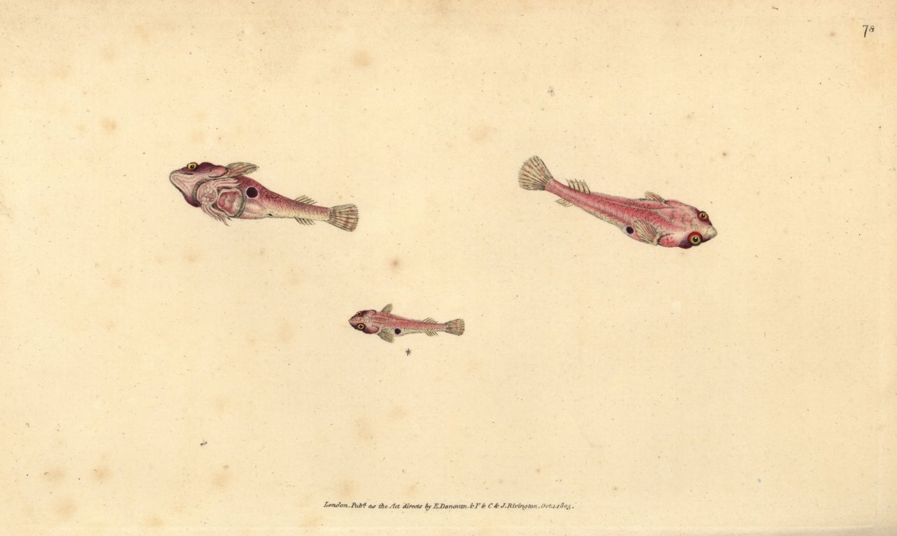 Two-spotted Clingfish, Diplecogaster bimaculata bimaculata by Edward Donovan