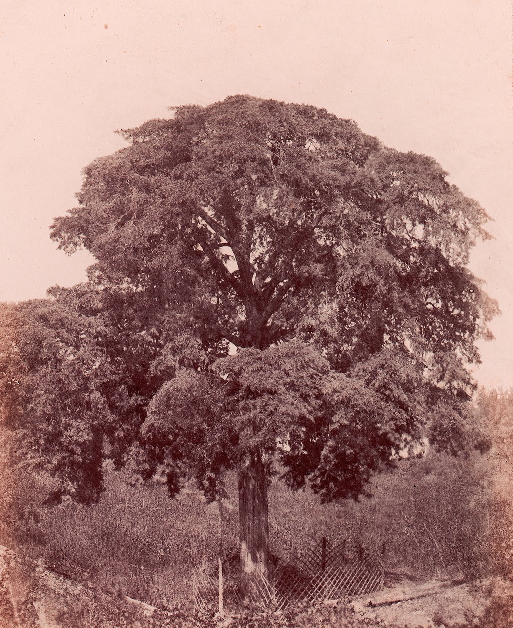 Study of Tree by Edward King Tenison