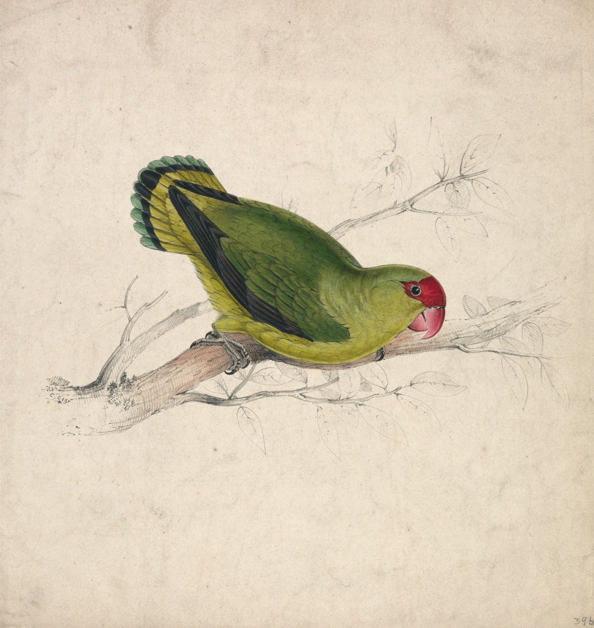 Abyssinian Parakeet (Plate 39) by Edward Lear