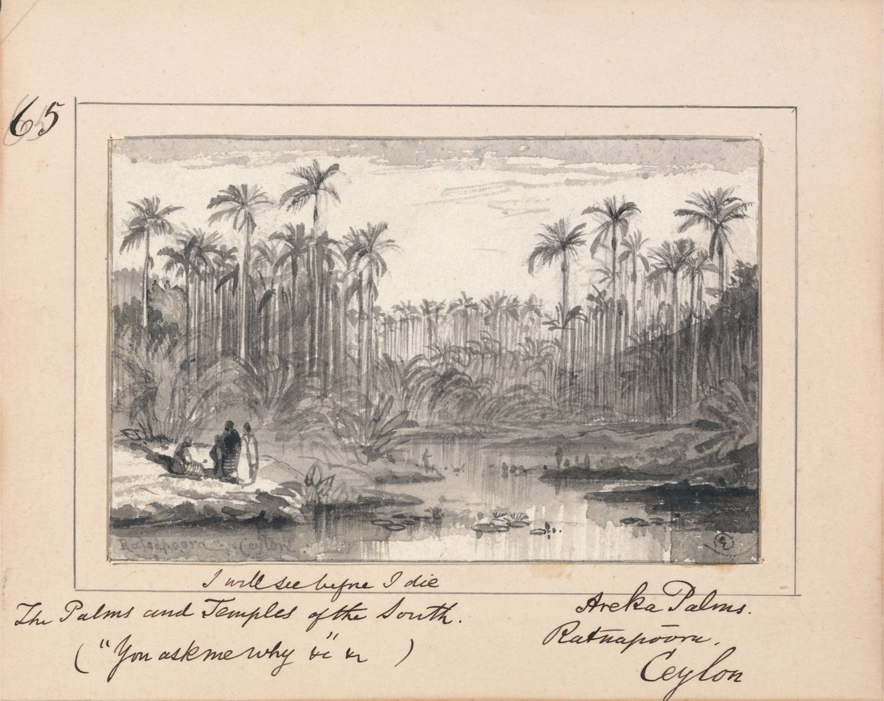 Areka Palms, Ratanapooru, Ceylon - 