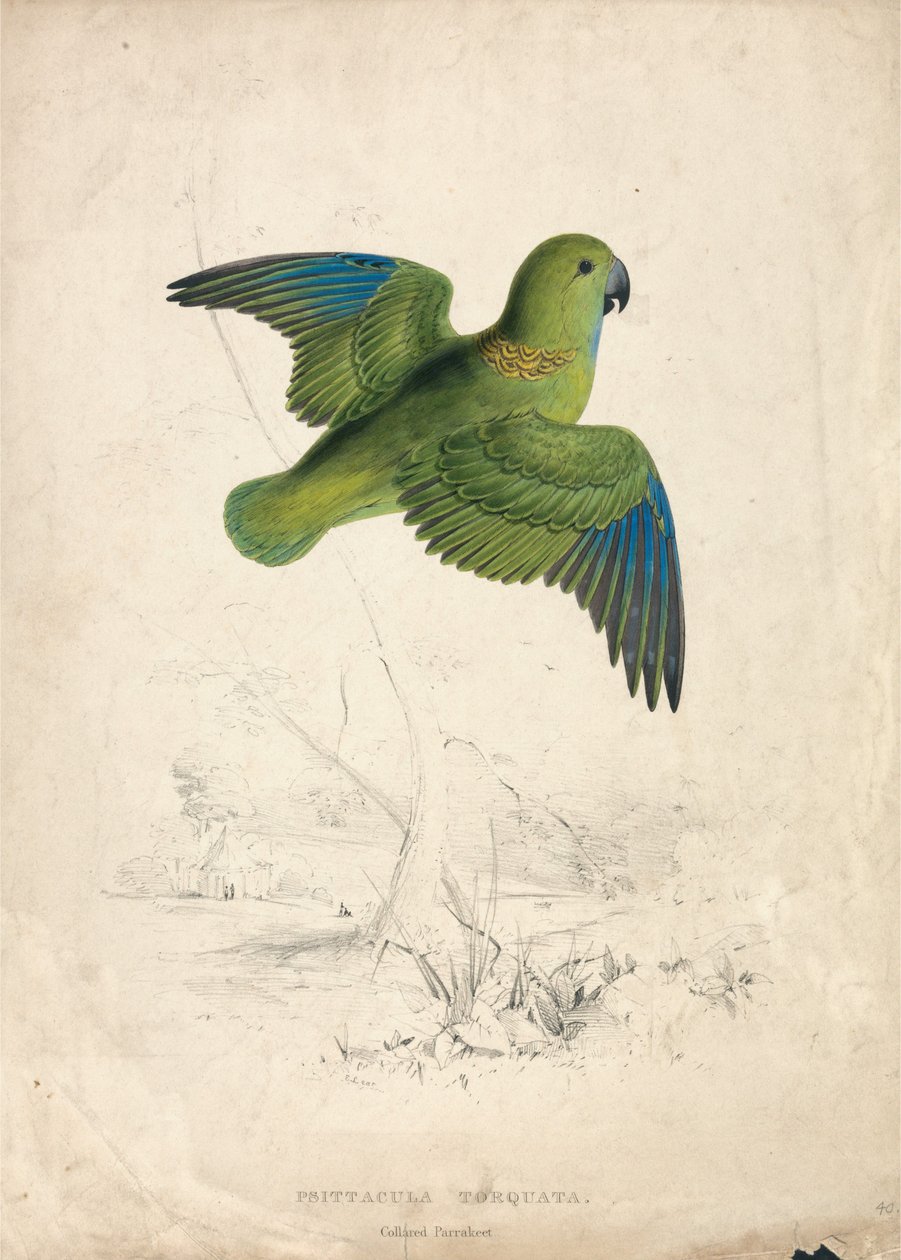 Collared Parakeet (Plate 40) by Edward Lear