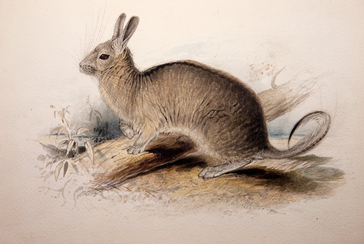 Lagotis Cuvieri, 1833 by Edward Lear: Buy fine art print