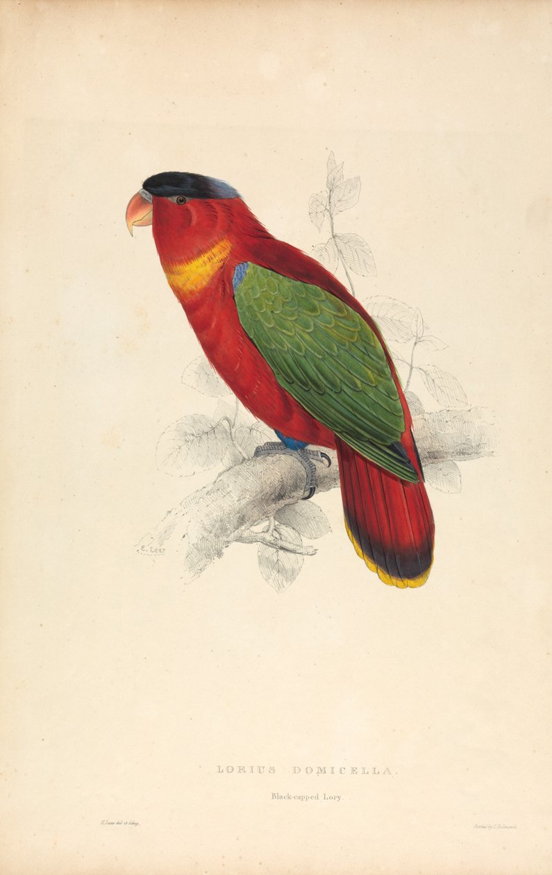Lorius Domicella / Black-capped Lorry (Plate 37) by Edward Lear