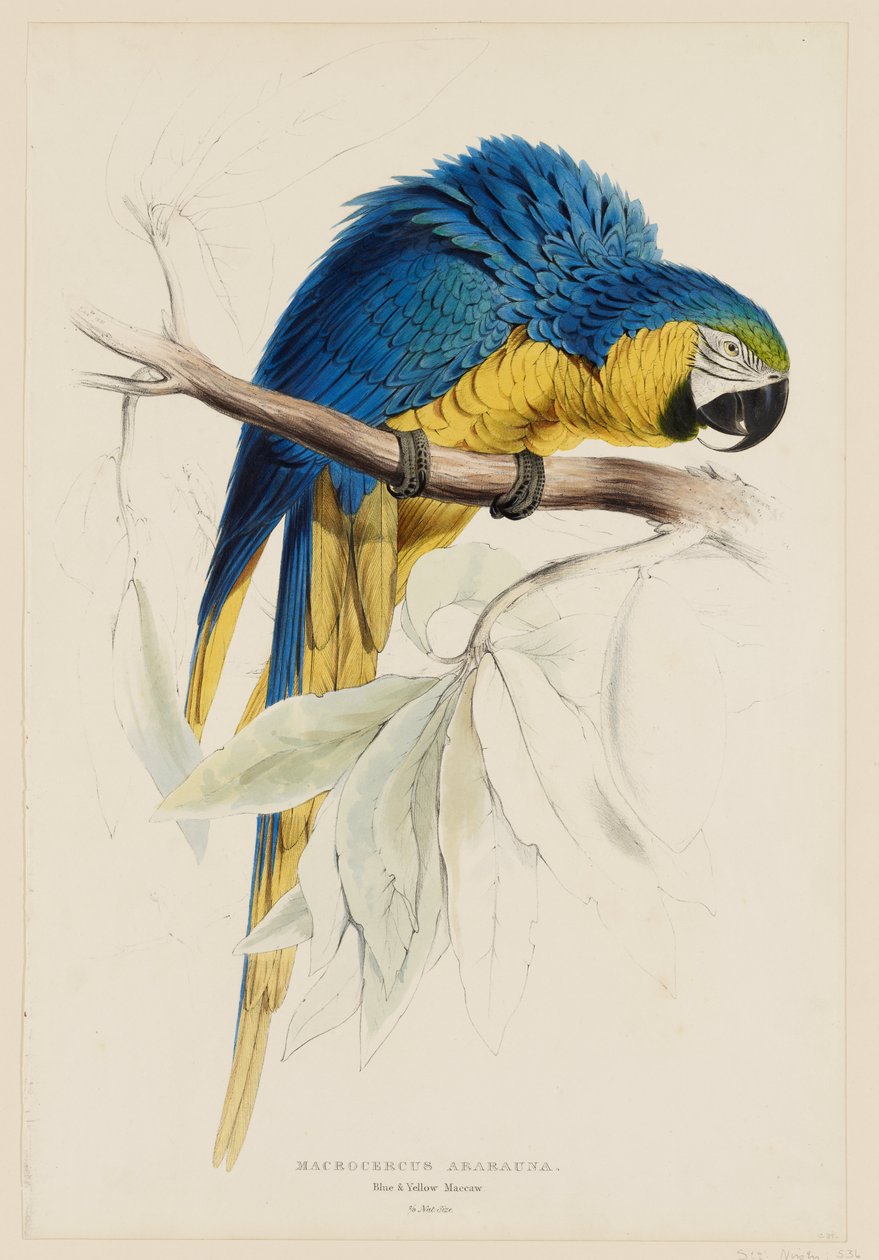 Blue and Yellow Macaw by Edward Lear