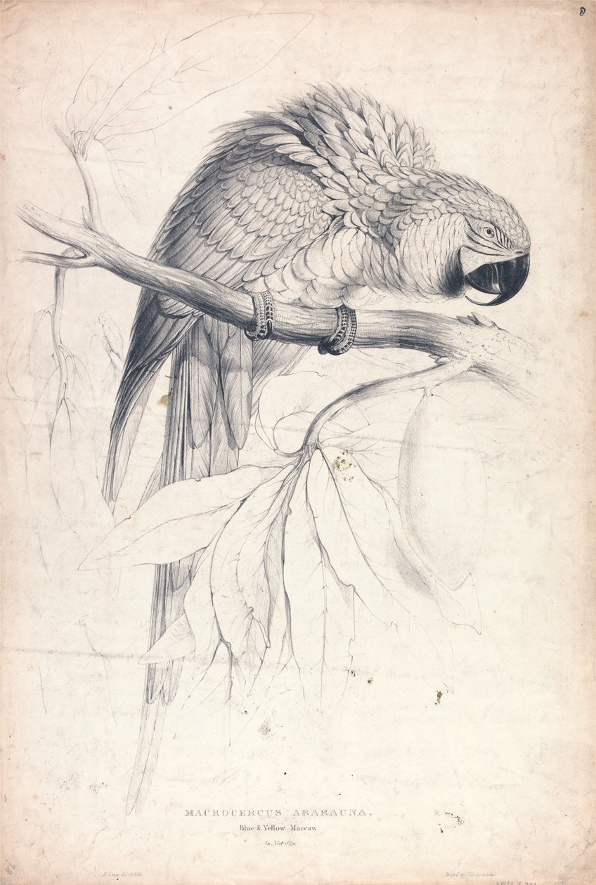 Blue and Yellow Macaw (Plate 8) by Edward Lear