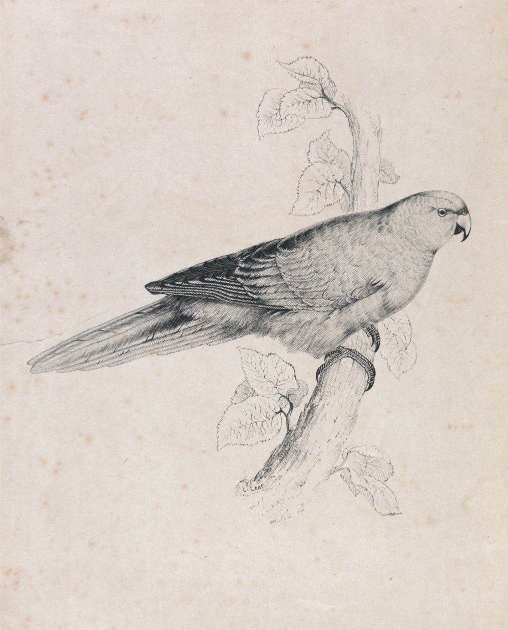 Pacific Parrakeet (Plate 26) by Edward Lear