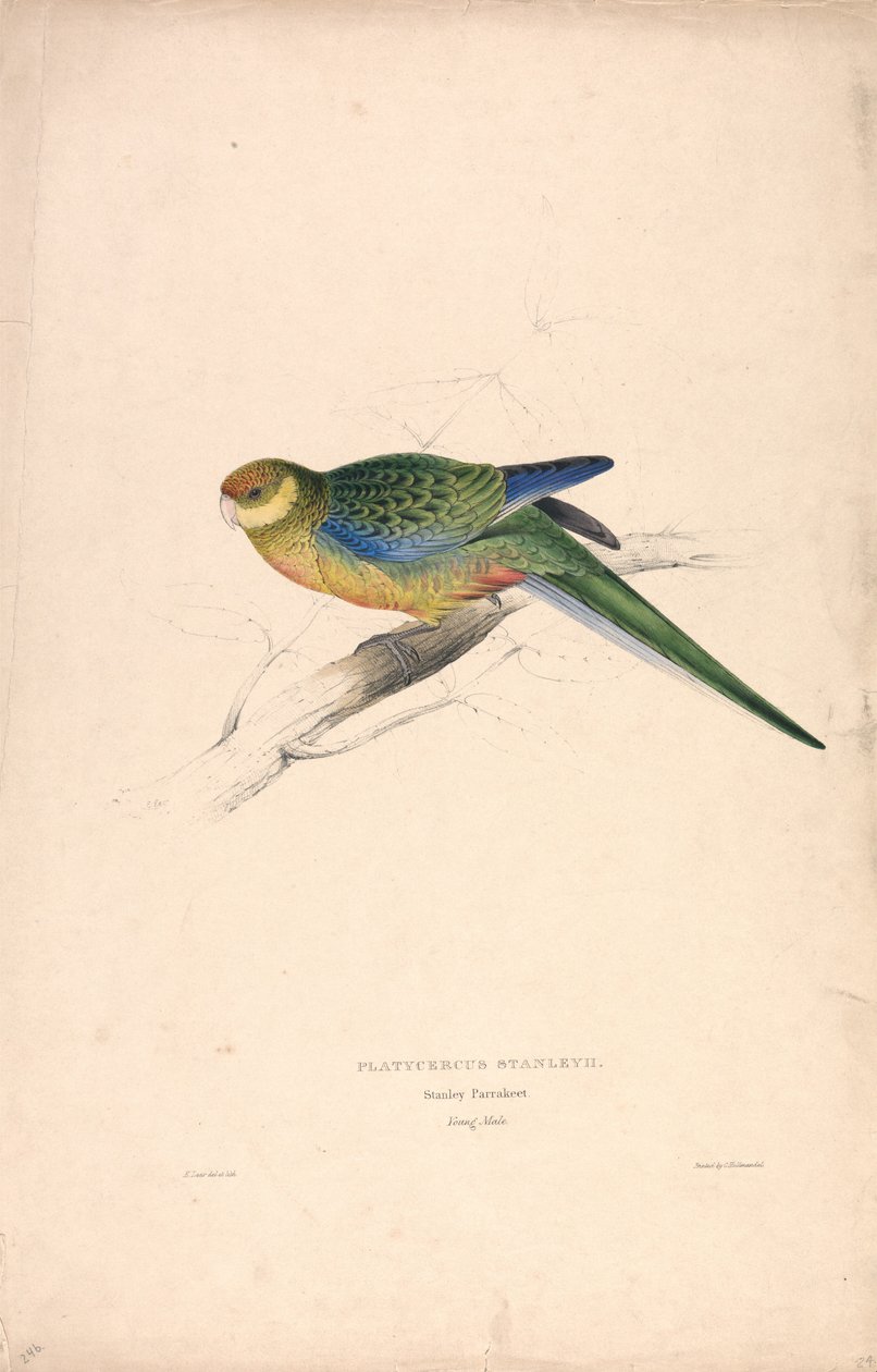 Platycercus Stanley II / Stanley Parakeet (Young Male) (Plate 24) by Edward Lear