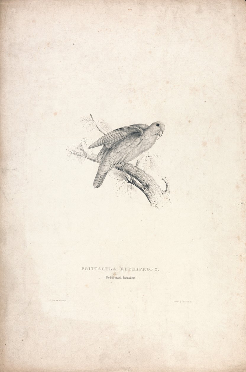 Red-fronted Parrakeet (Plate 41) by Edward Lear