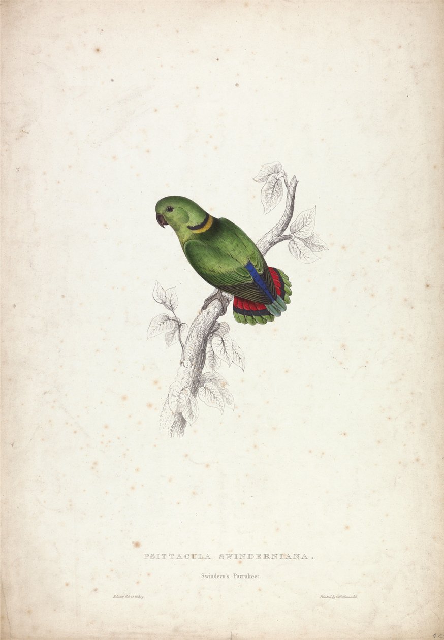 Psittacula Swinderniana. Swindern