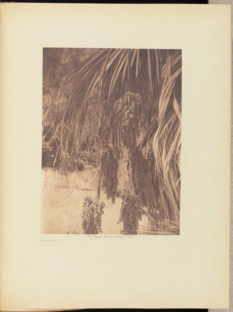 Palm Fruit by Edward S. Curtis