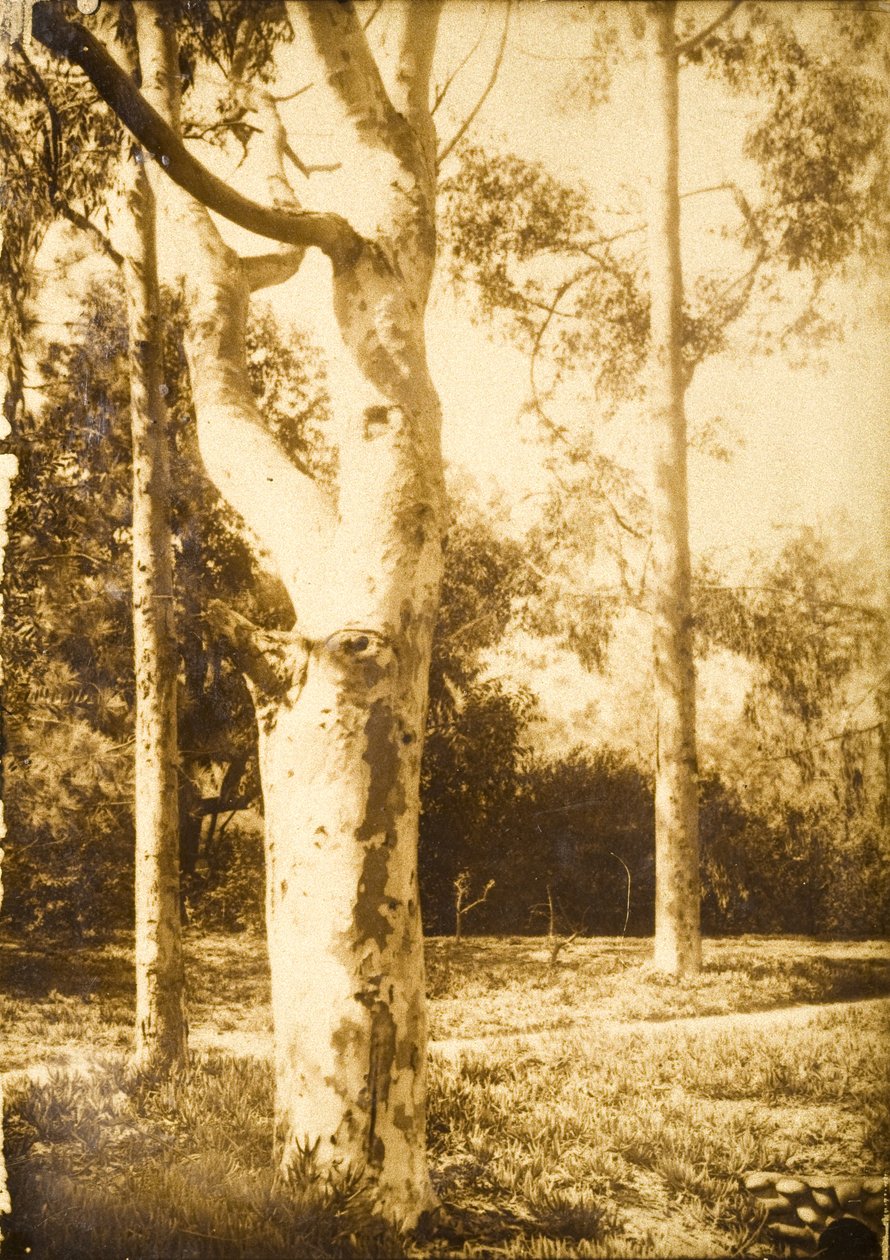 At the Farm, Seattle, Washington by Edward Sheriff Curtis