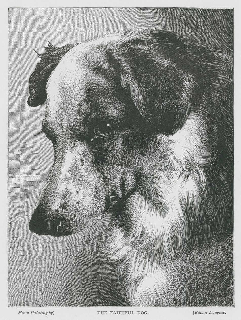 The Faithful Dog by Edwin Douglas