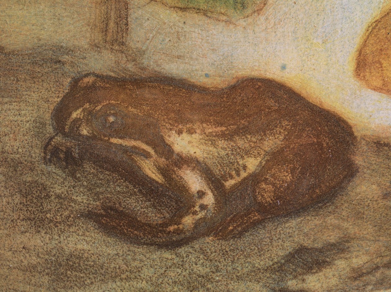 Frog with marsh marigold by Eero Järnefelt