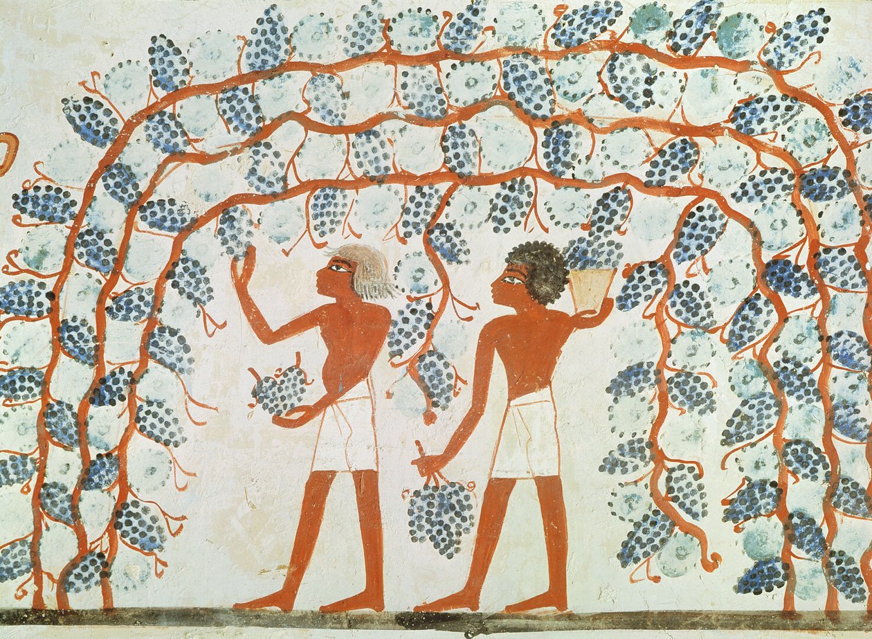 Picking Grapes, from the Tomb of Nakht by Egyptian 18th Dynasty