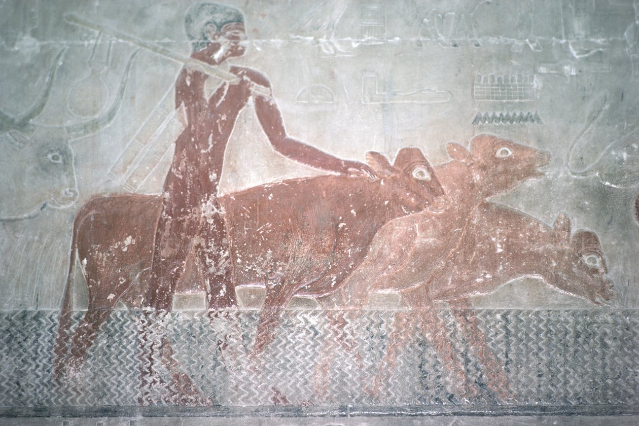 Cattle fording a canal in the Mastaba Chapel of Ti, Old Kingdom by Egyptian 5th Dynasty