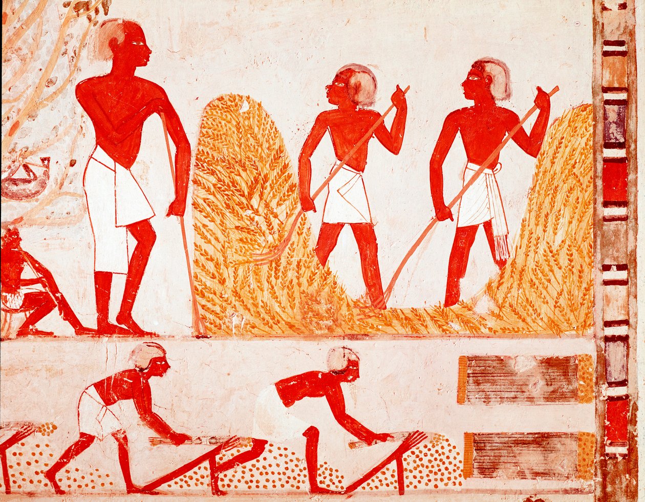 Scene of Harvest in Ancient Egypt by Egyptian Egyptian