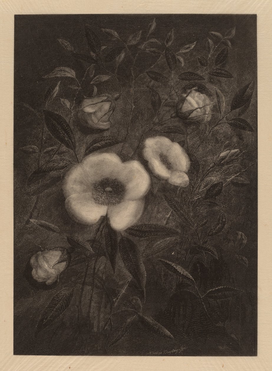 Wild Roses by Elbridge Kingsley
