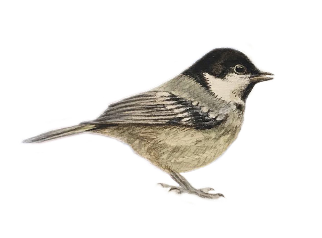 Coal Tit, 2019 by Eleanor Grafton