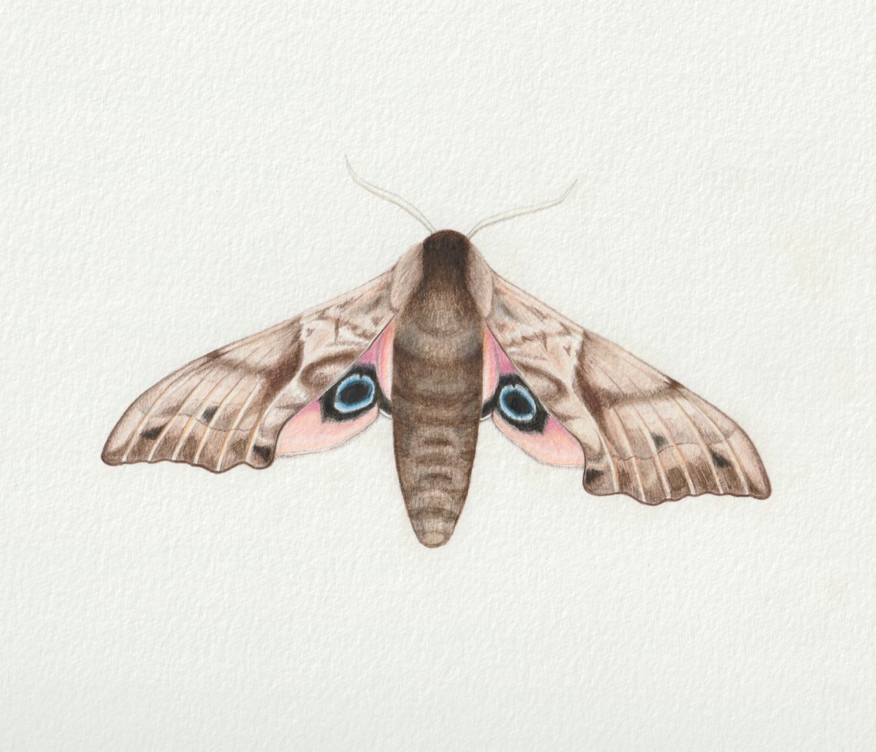 Eyed Hawk Moth, 2023 by Eleanor Grafton