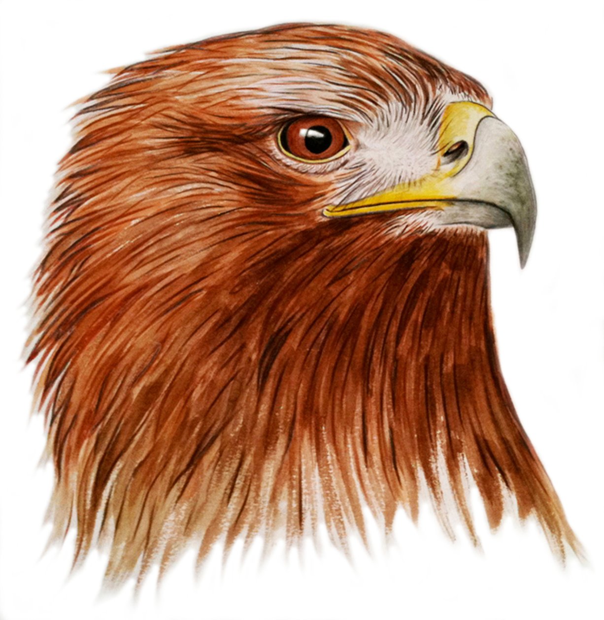 Golden Eagle, 2011 by Eleanor Grafton