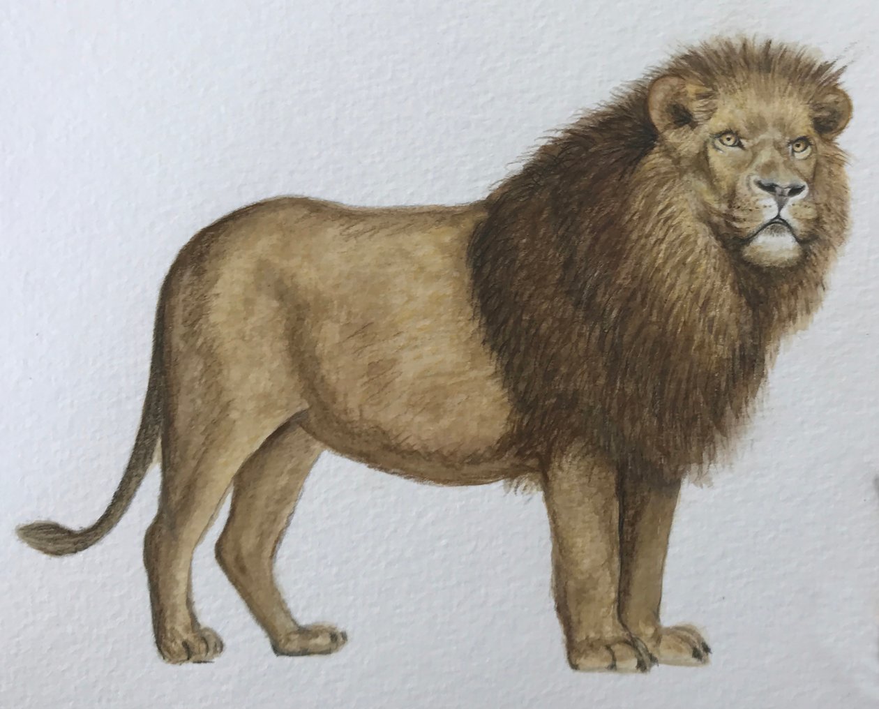 Lion, 2019 by Eleanor Grafton