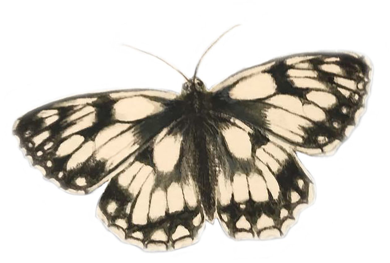 Marbled White Butterfly, 2019 by Eleanor Grafton