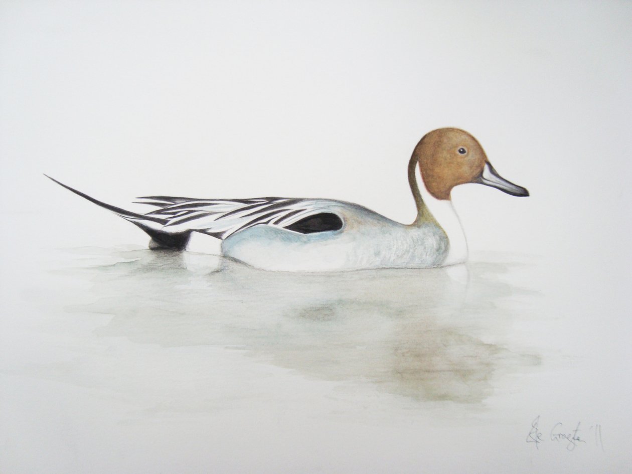 Pintail Duck, 2011 by Eleanor Grafton