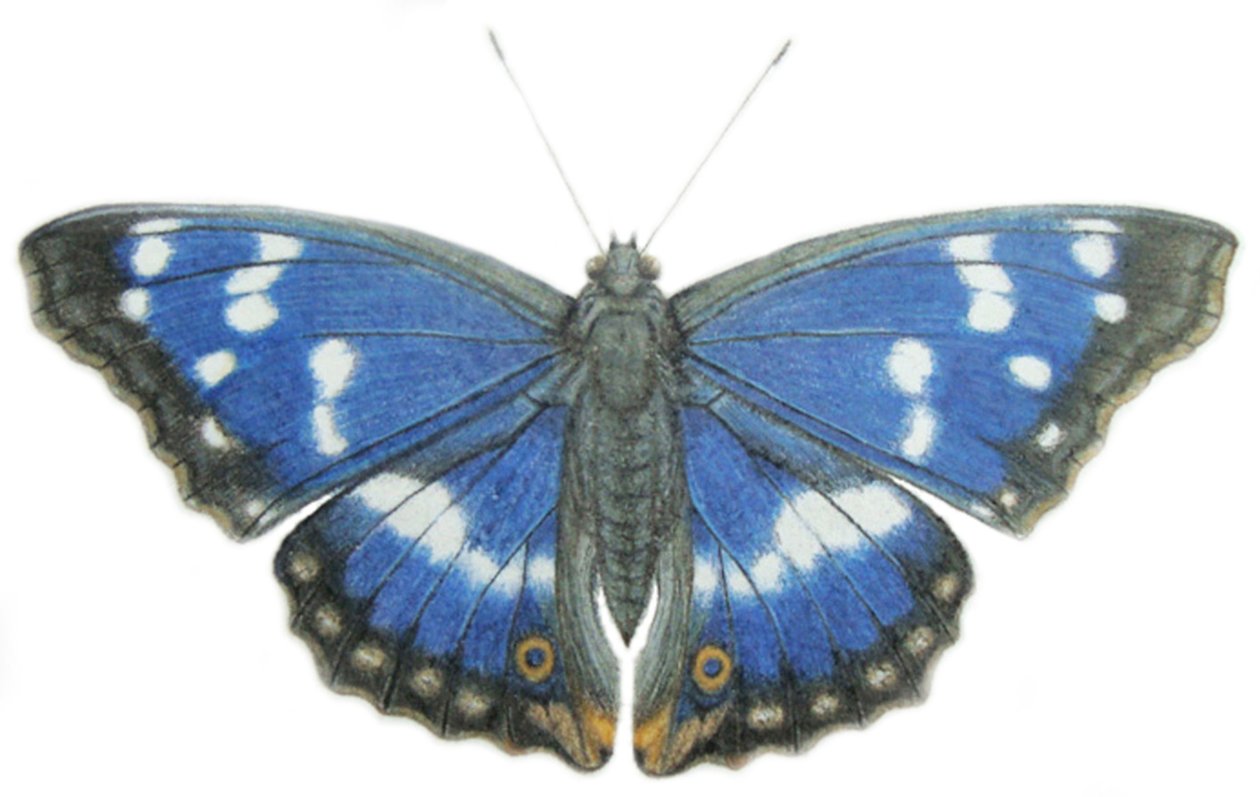 Purple Emperor, 2012 by Eleanor Grafton