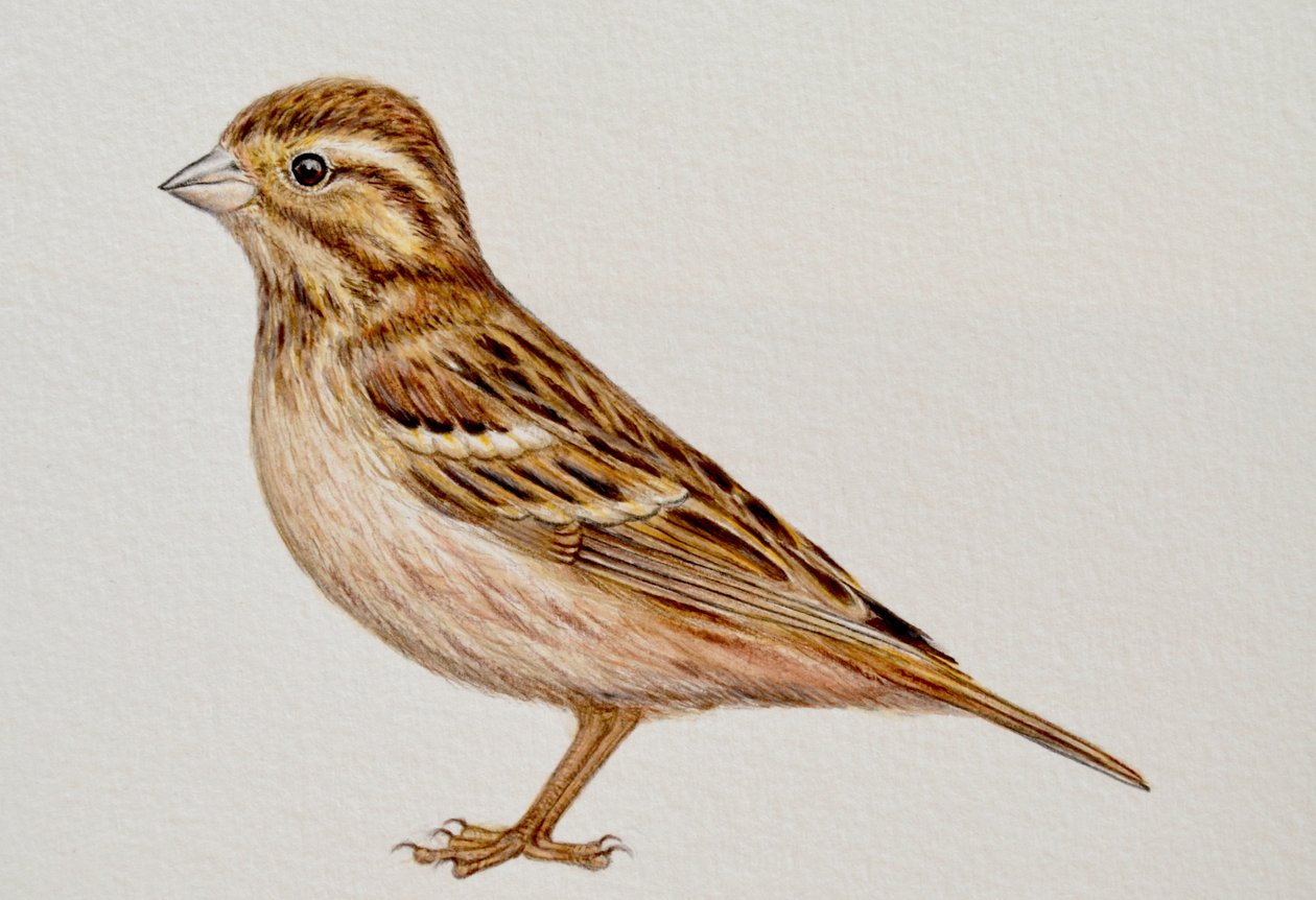 Reed Bunting, 2023 by Eleanor Grafton