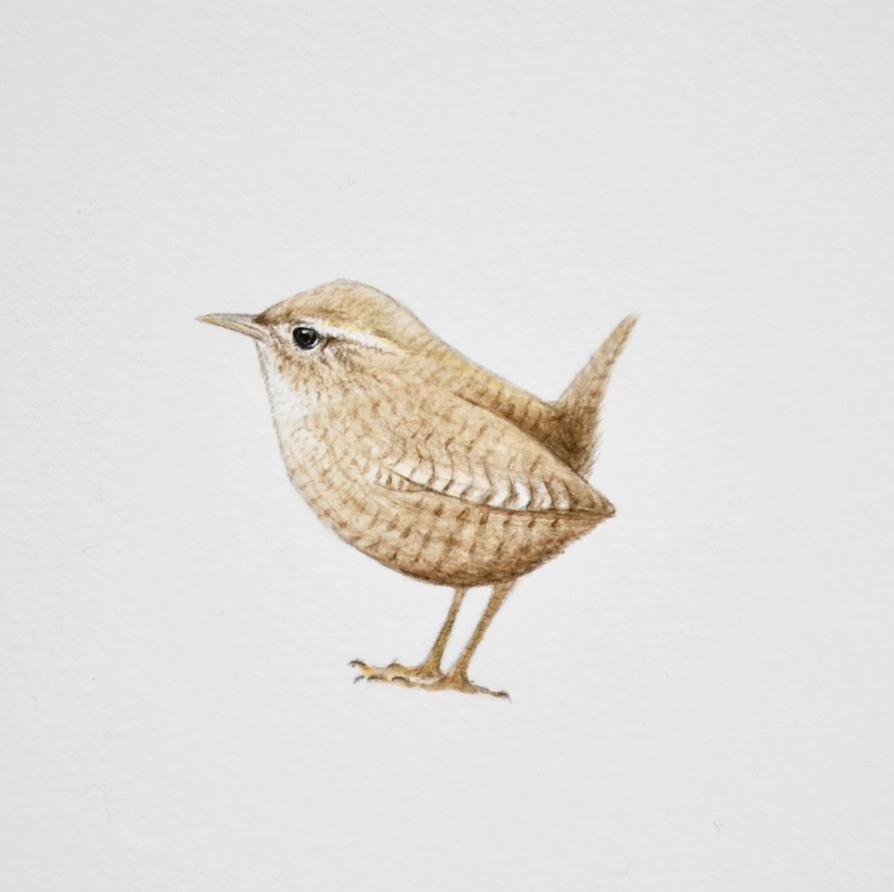 Wren, 2019 by Eleanor Grafton