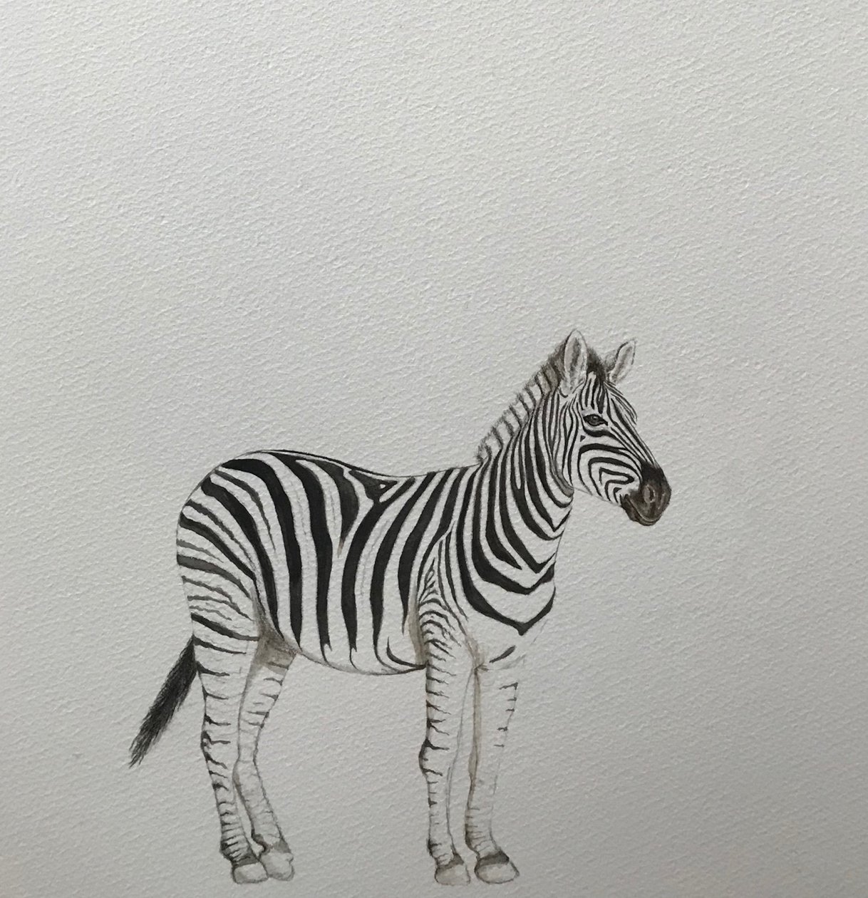 Zebra, 2018 by Eleanor Grafton