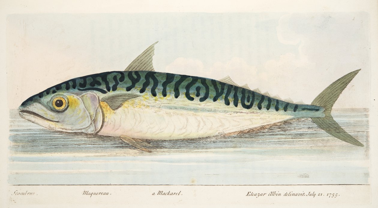 The Mackerel, from A Treatise on Fish and Fish-ponds, pub.1832 by Eleazar Albin