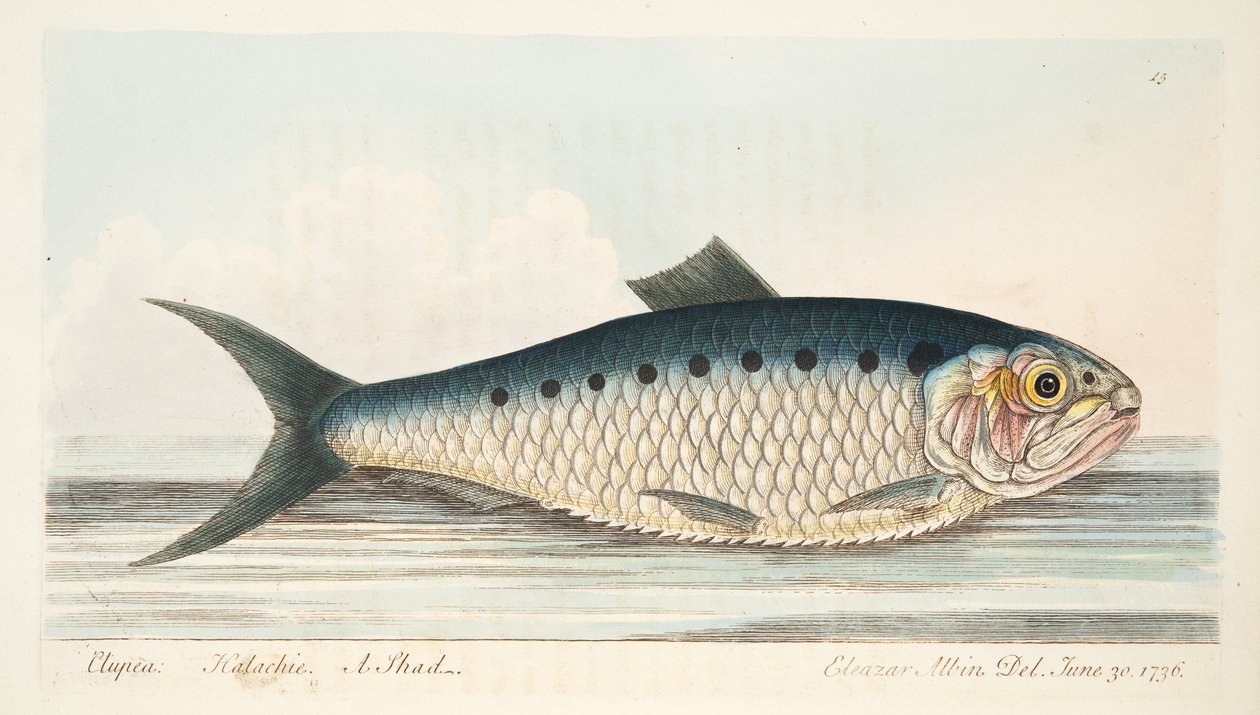 The Shad, from A Treatise on Fish and Fish-ponds, pub.1832 by Eleazar Albin