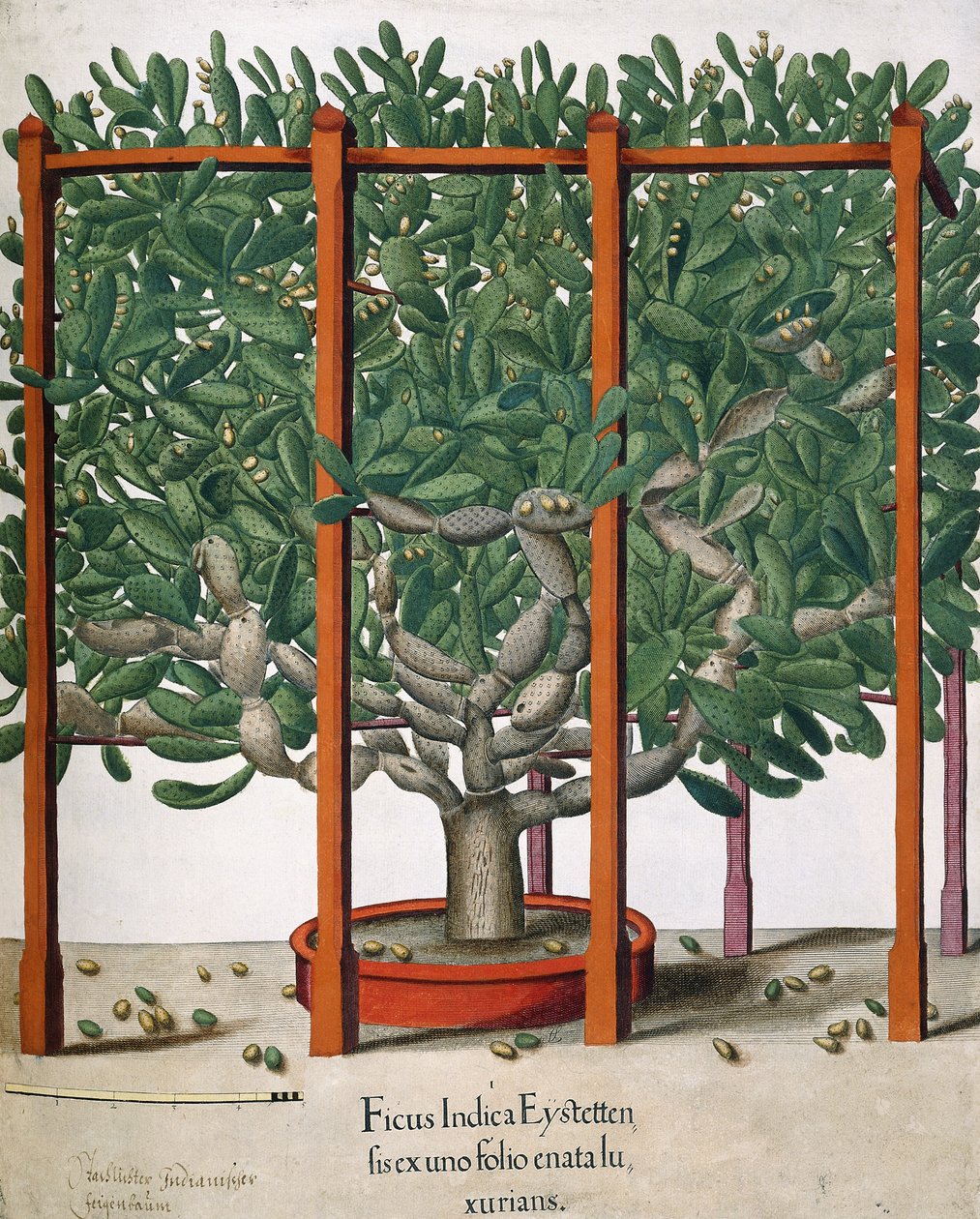 Ficus Indica Eystetten fis ex uno Folio Enata lu Xurians by Elias Gottleib Haussmann