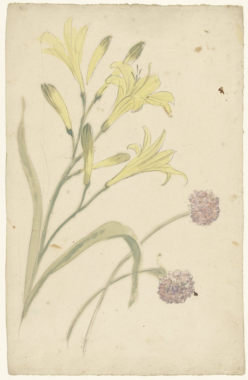 Flower Studies of a Yellow Lily and a Blooming Onion by Elias van Nijmegen