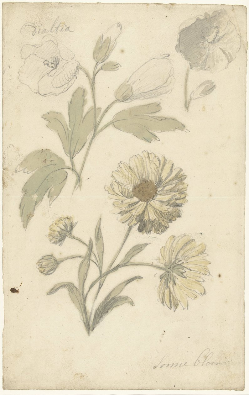 Studies of Sunflowers and Dialtia by Elias van Nijmegen
