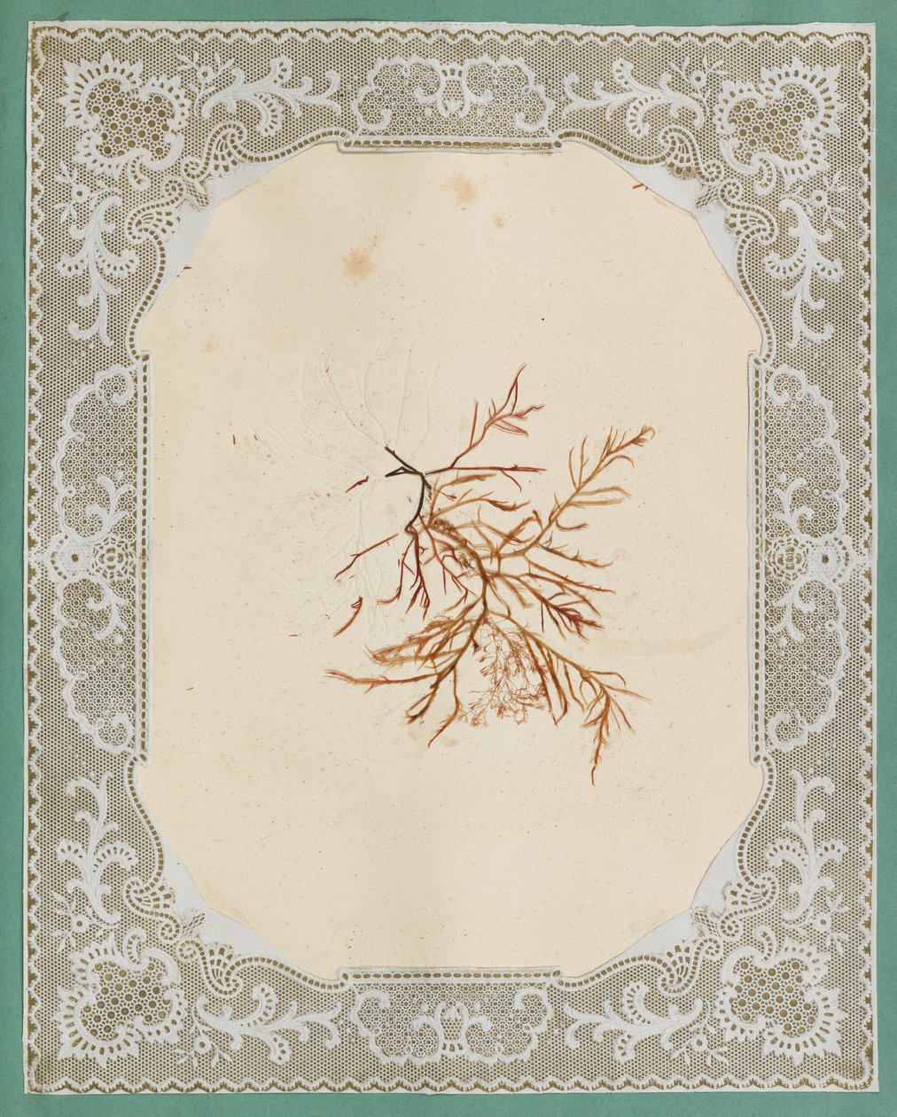 Seaweeds by Eliza A. Jordson