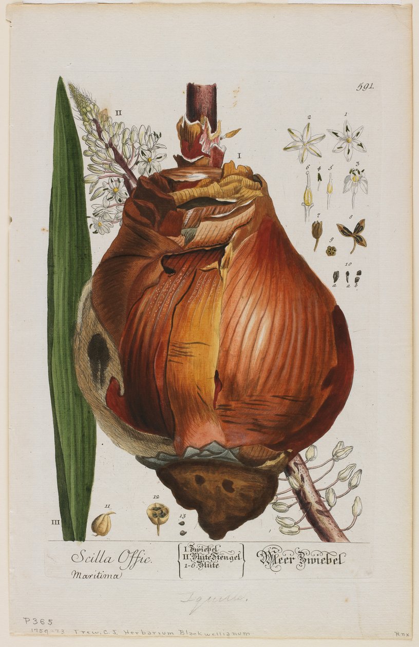 Scilla Offic, 1757-73 by Elizabeth Blackwell