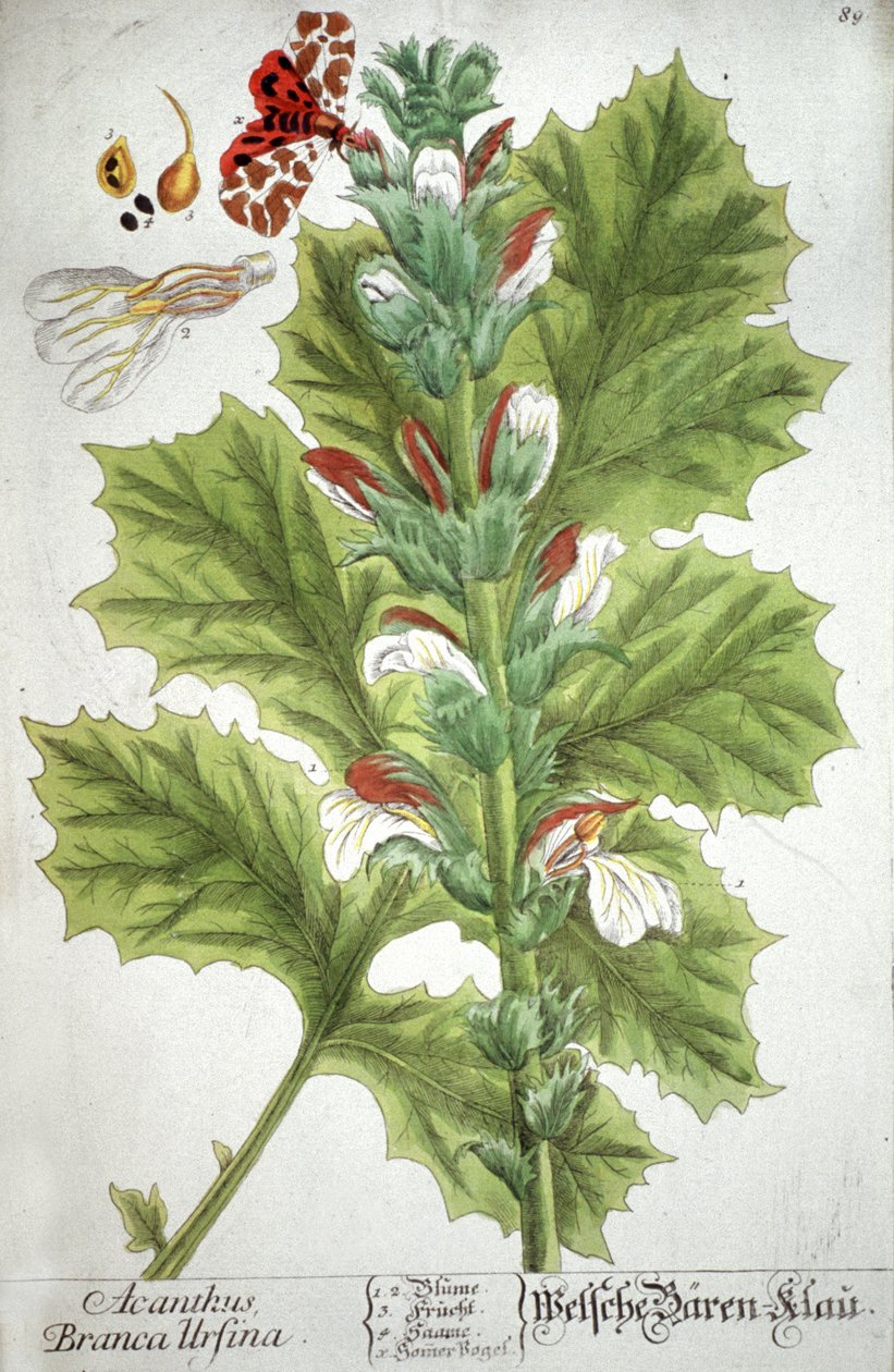 Acanthus, 1737 by Elizabeth Blackwell