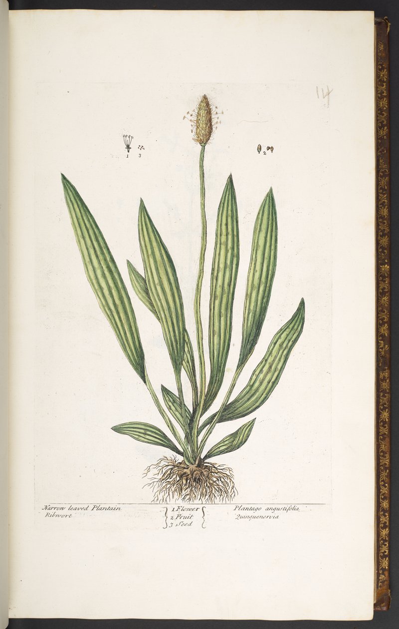 Plate 14, Narrow Leaved Plantain, from 