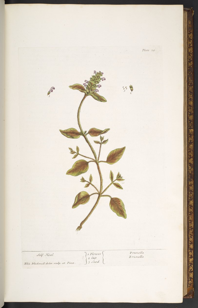 Plate 24, Self Heal, from 