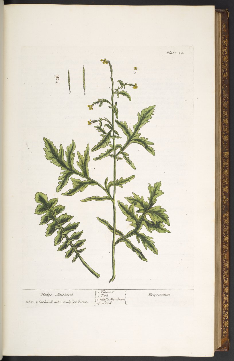 Plate 28, Hedge Mustard, from 