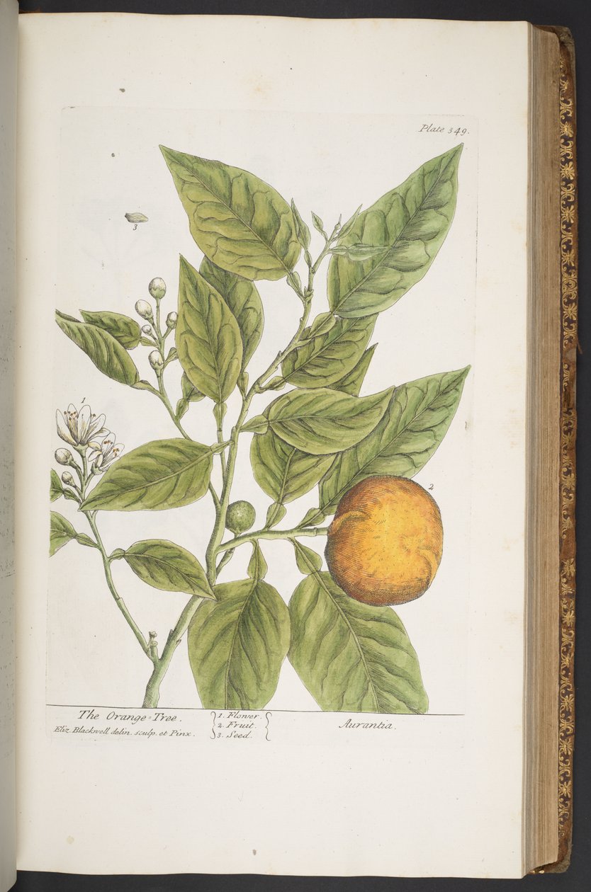 Plate 349, from 